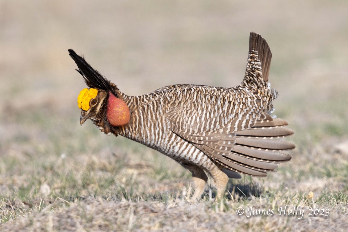 Lesser Prairie-Chicken - ML628449337