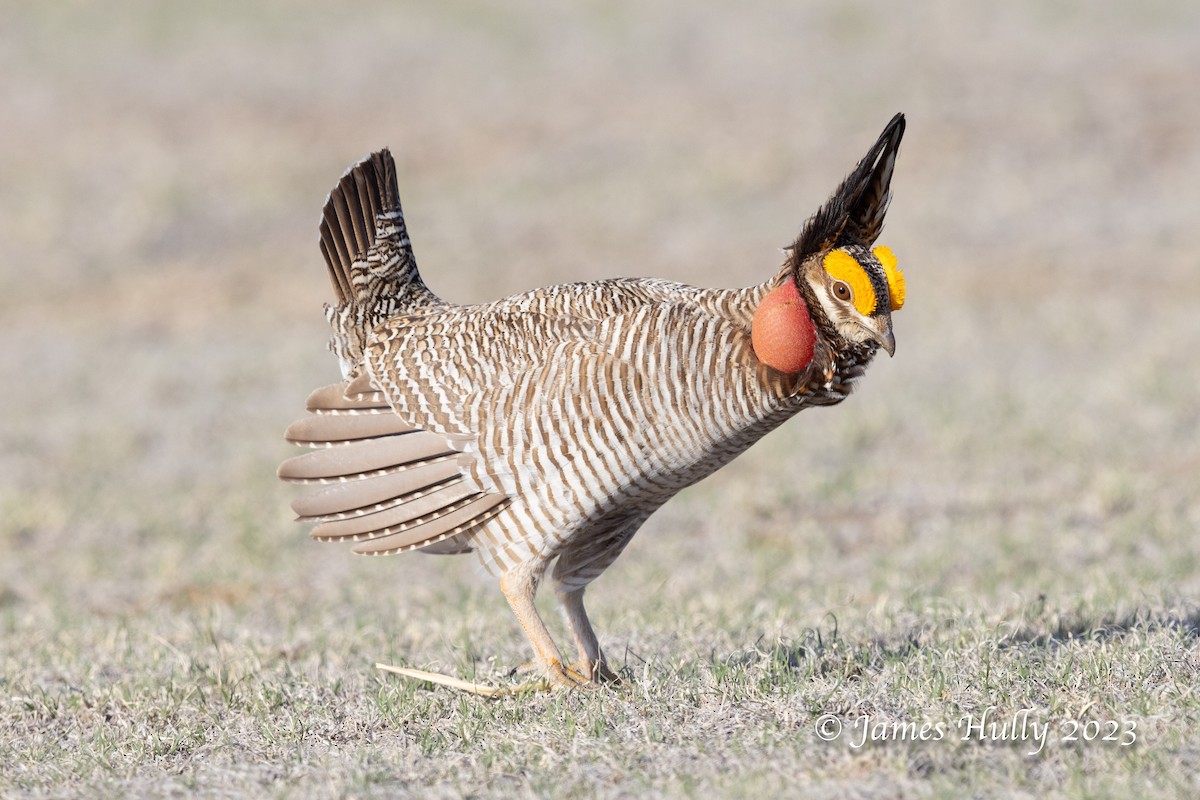 Lesser Prairie-Chicken - ML628449343