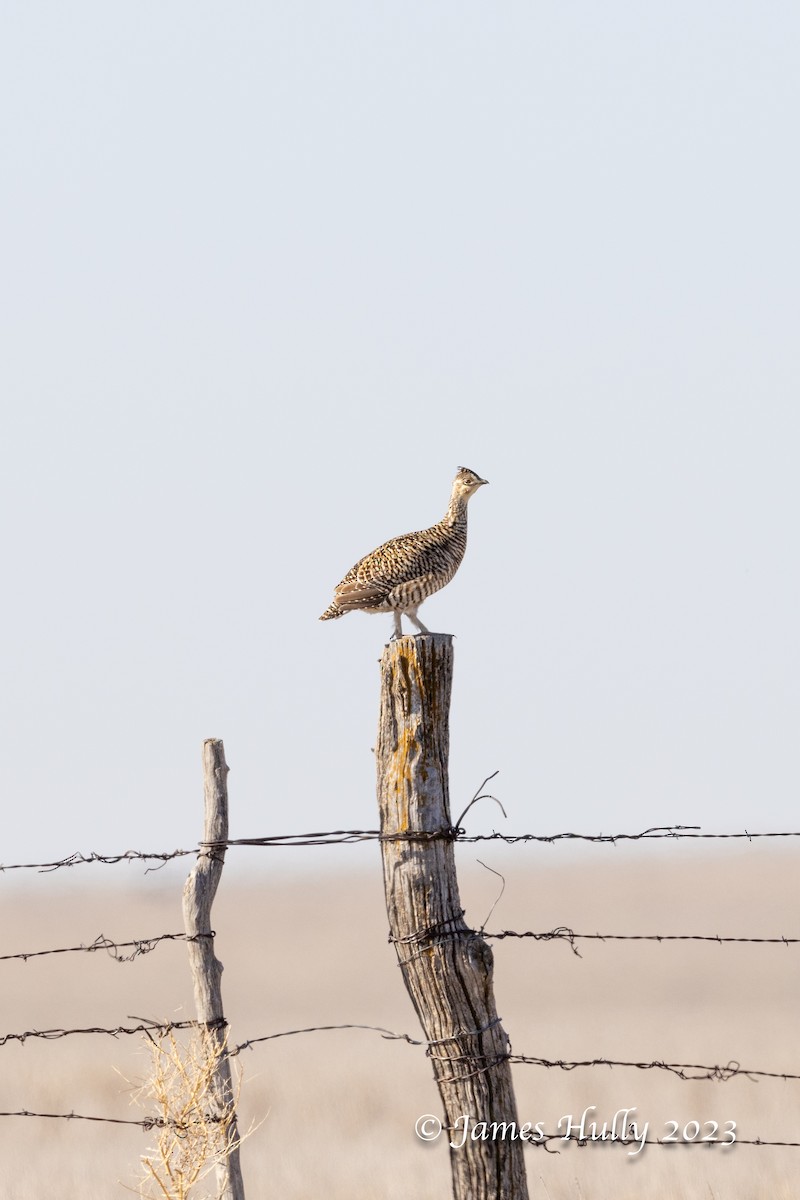 Lesser Prairie-Chicken - ML628449346