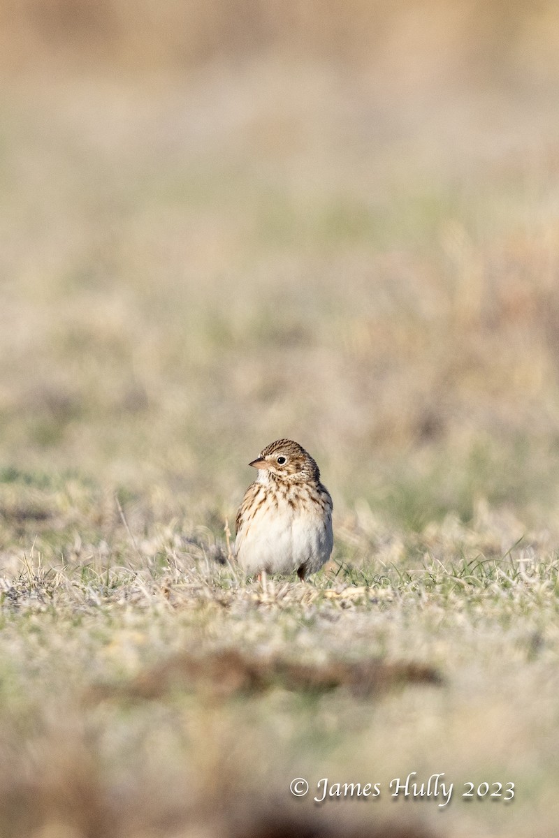 Vesper Sparrow - ML628449350