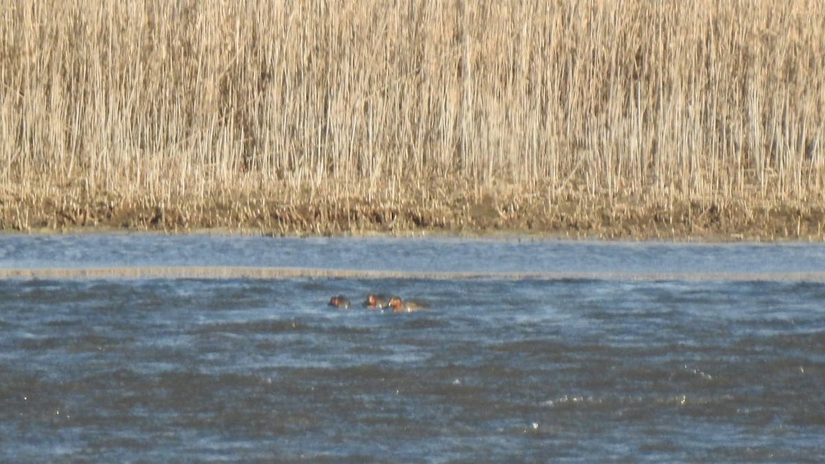 Ногоохон нугас - ML628449391