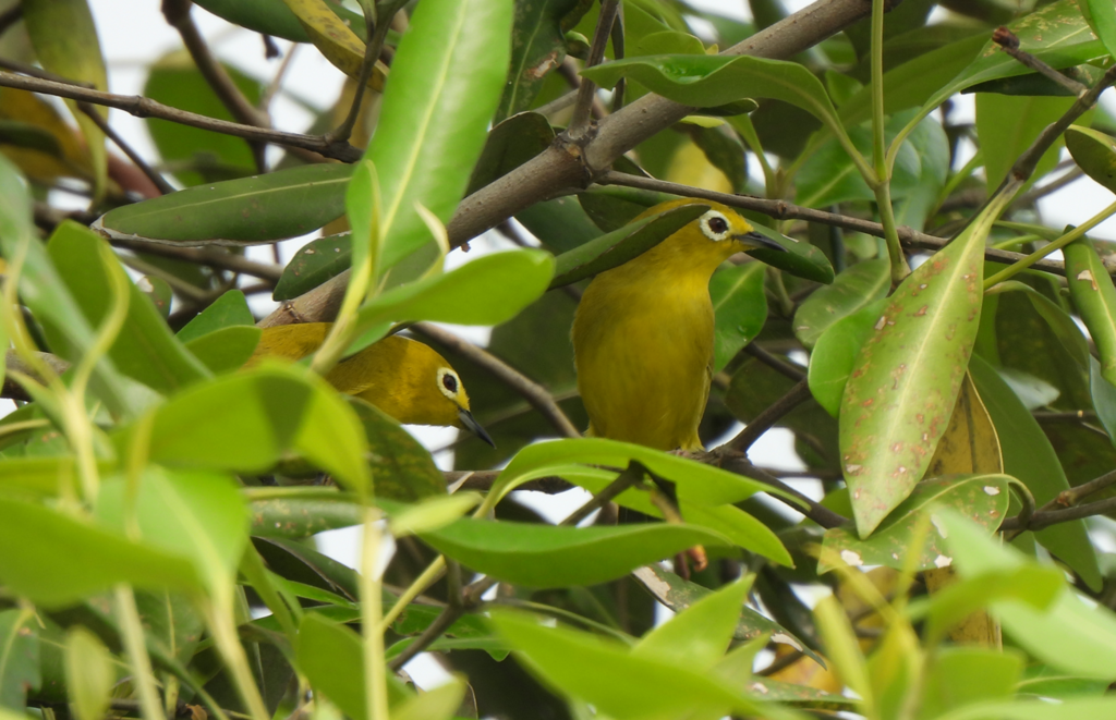 Javan White-eye - ML628449494