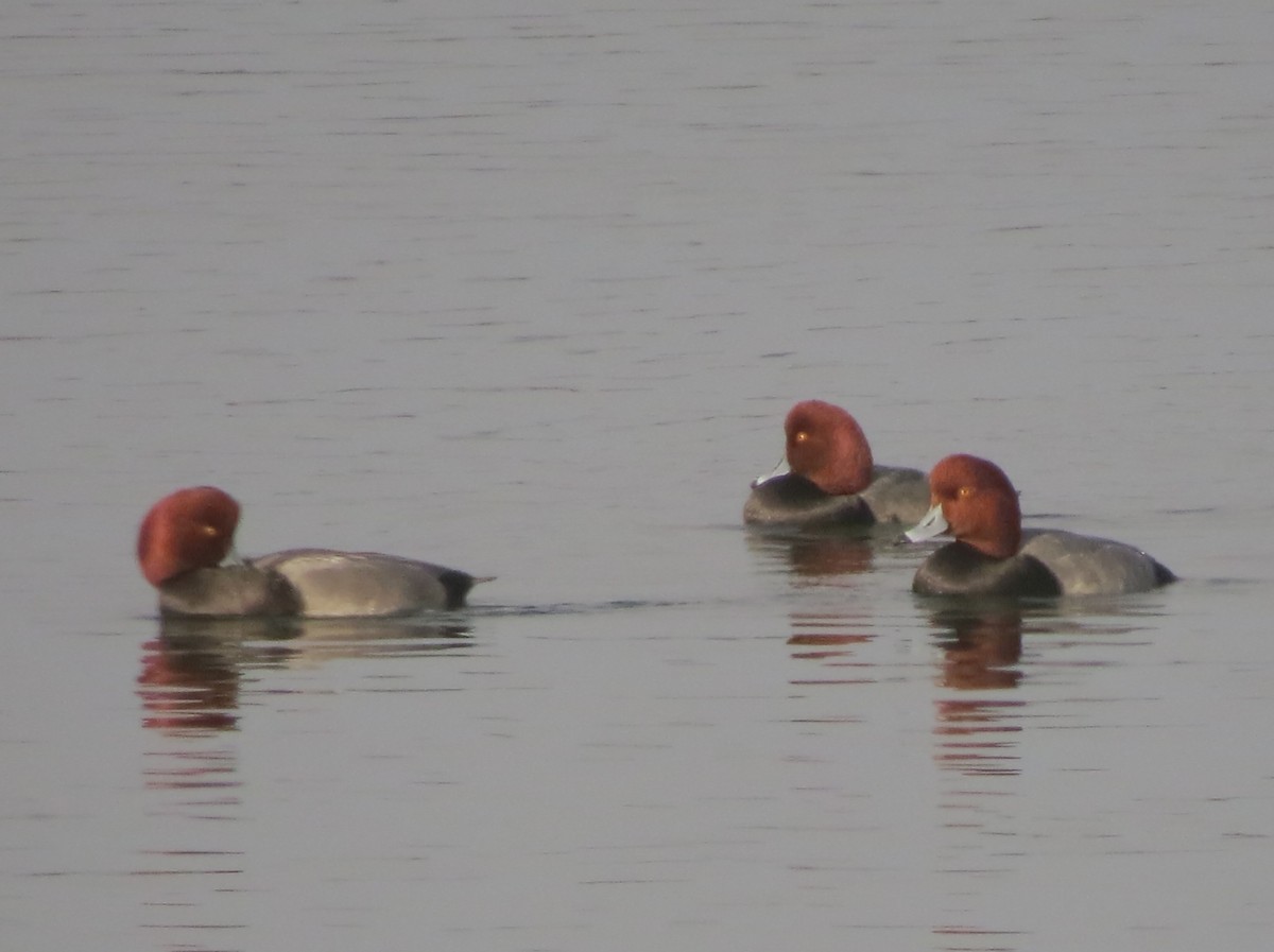 Redhead - ML628449498