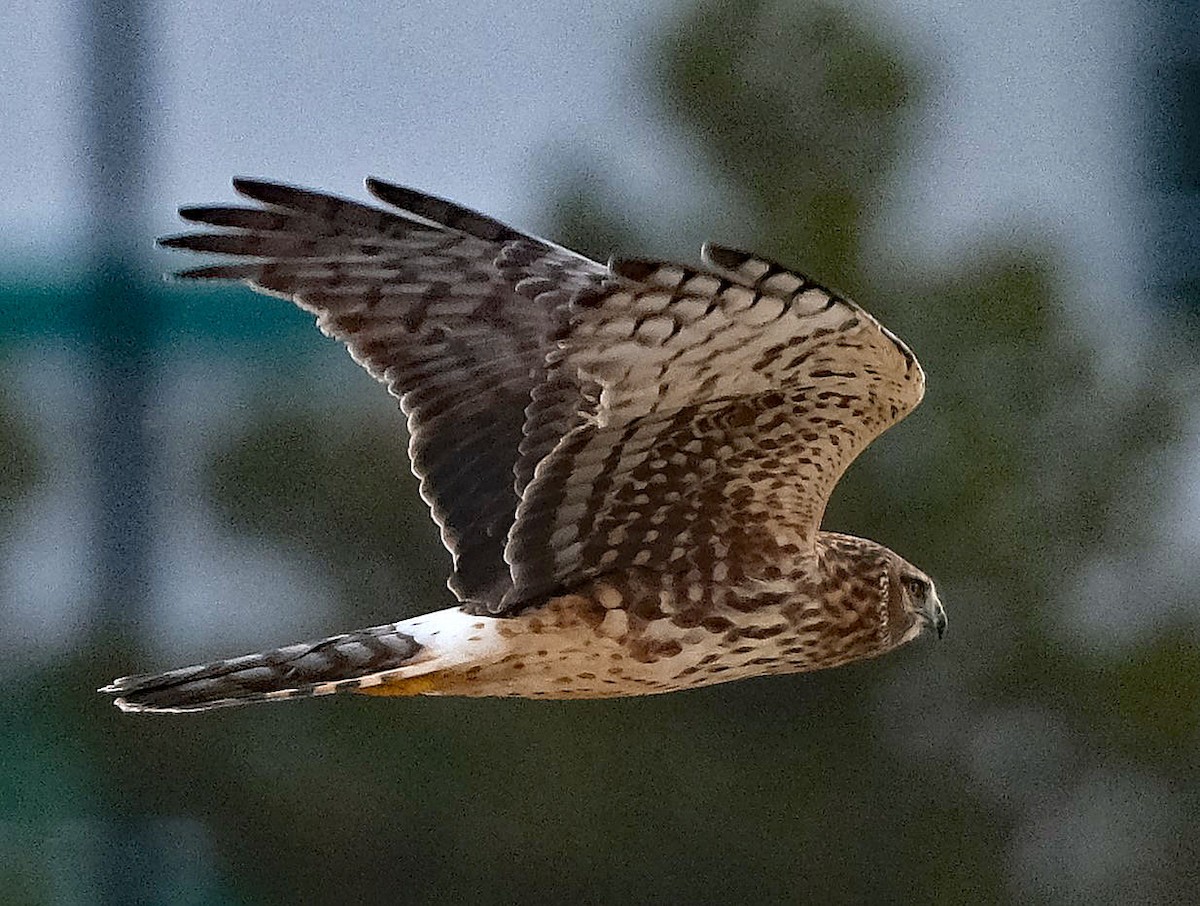 Northern Harrier - ML628449576