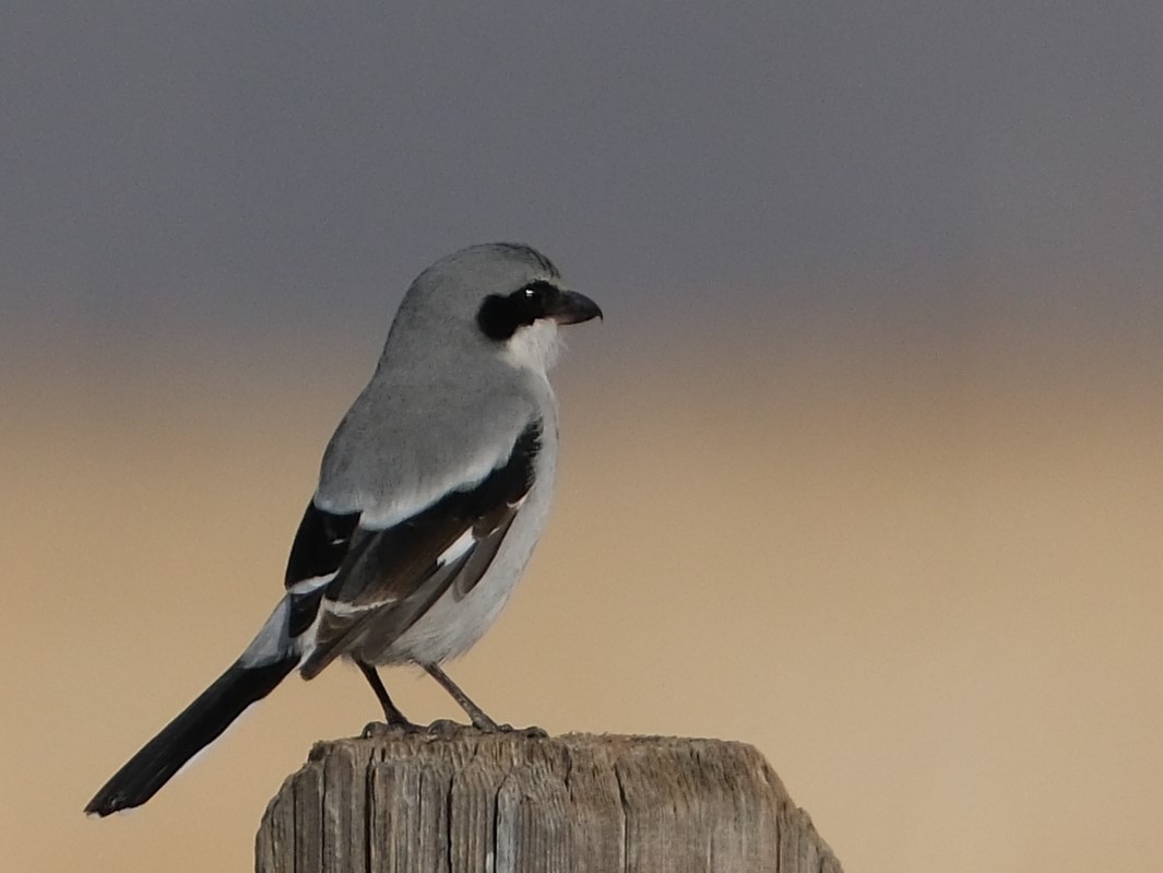 Loggerhead Shrike - ML628449589