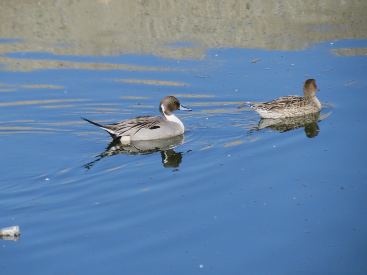 Codone - ML628449597