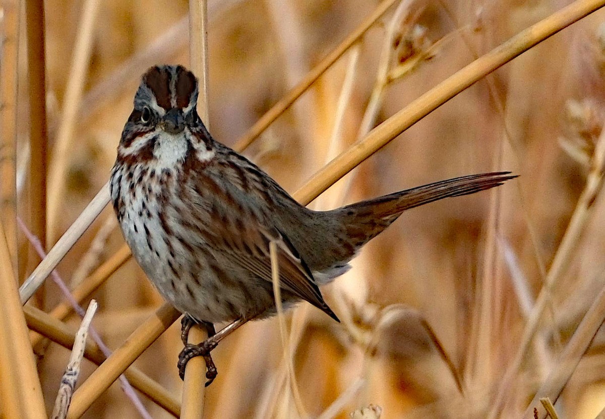 Song Sparrow - ML628449607