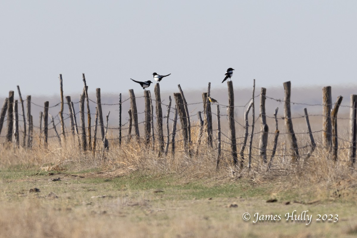 Black-billed Magpie - ML628449751