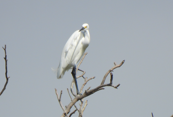 Little Egret - ML628449781