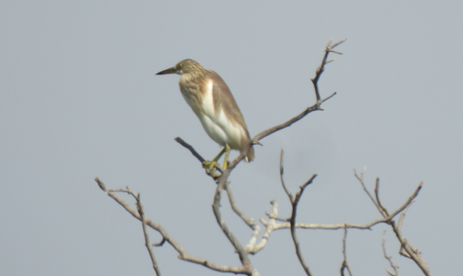 Javan Pond-Heron - ML628449814
