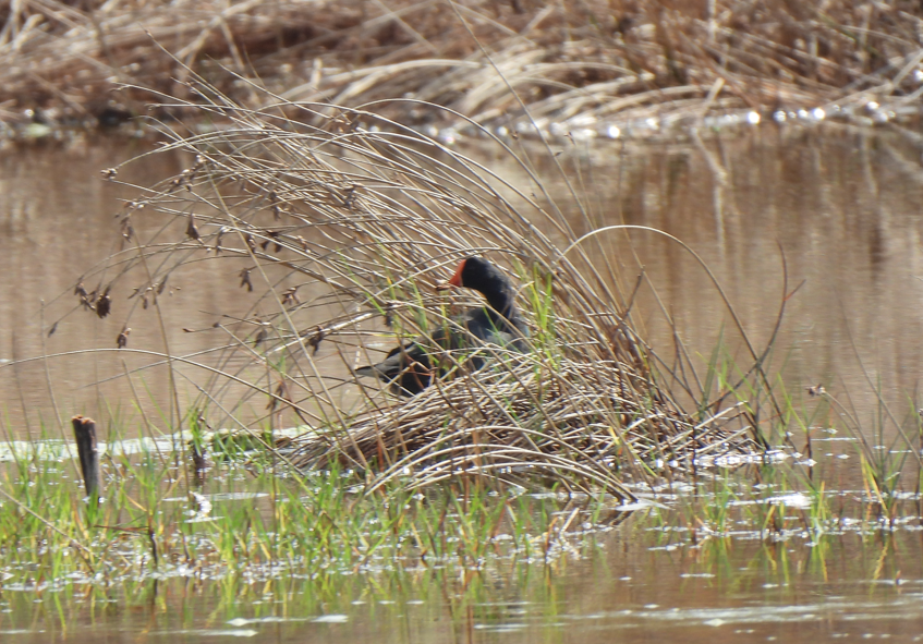 Eurasian Moorhen - ML628449821