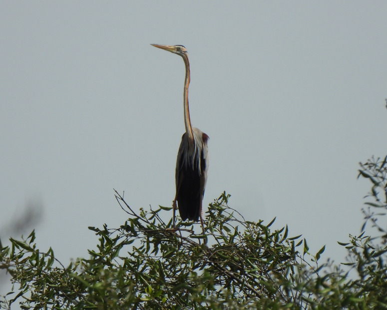 Purple Heron - ML628449841