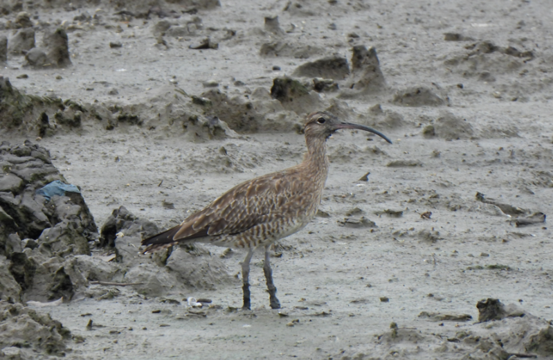 Eurasian Whimbrel - ML628449885