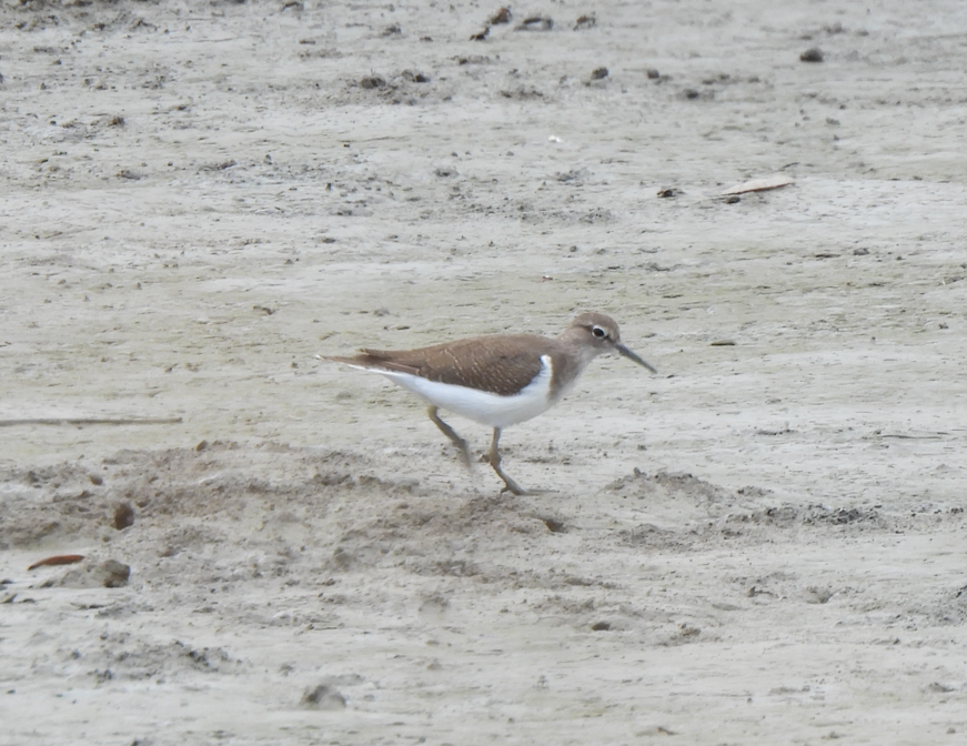 Common Sandpiper - ML628449907