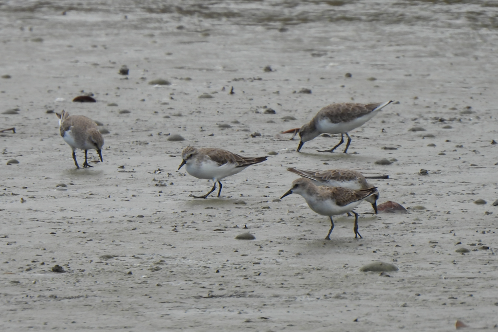 Red-necked Stint - ML628449929