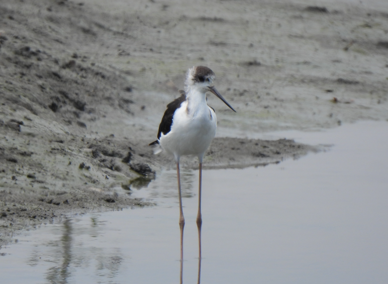 Pied Stilt - ML628449958