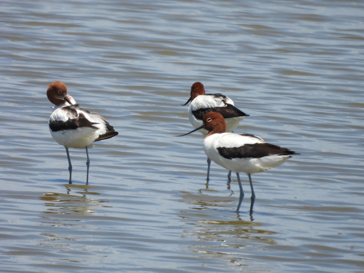 Red-necked Avocet - ML628449969