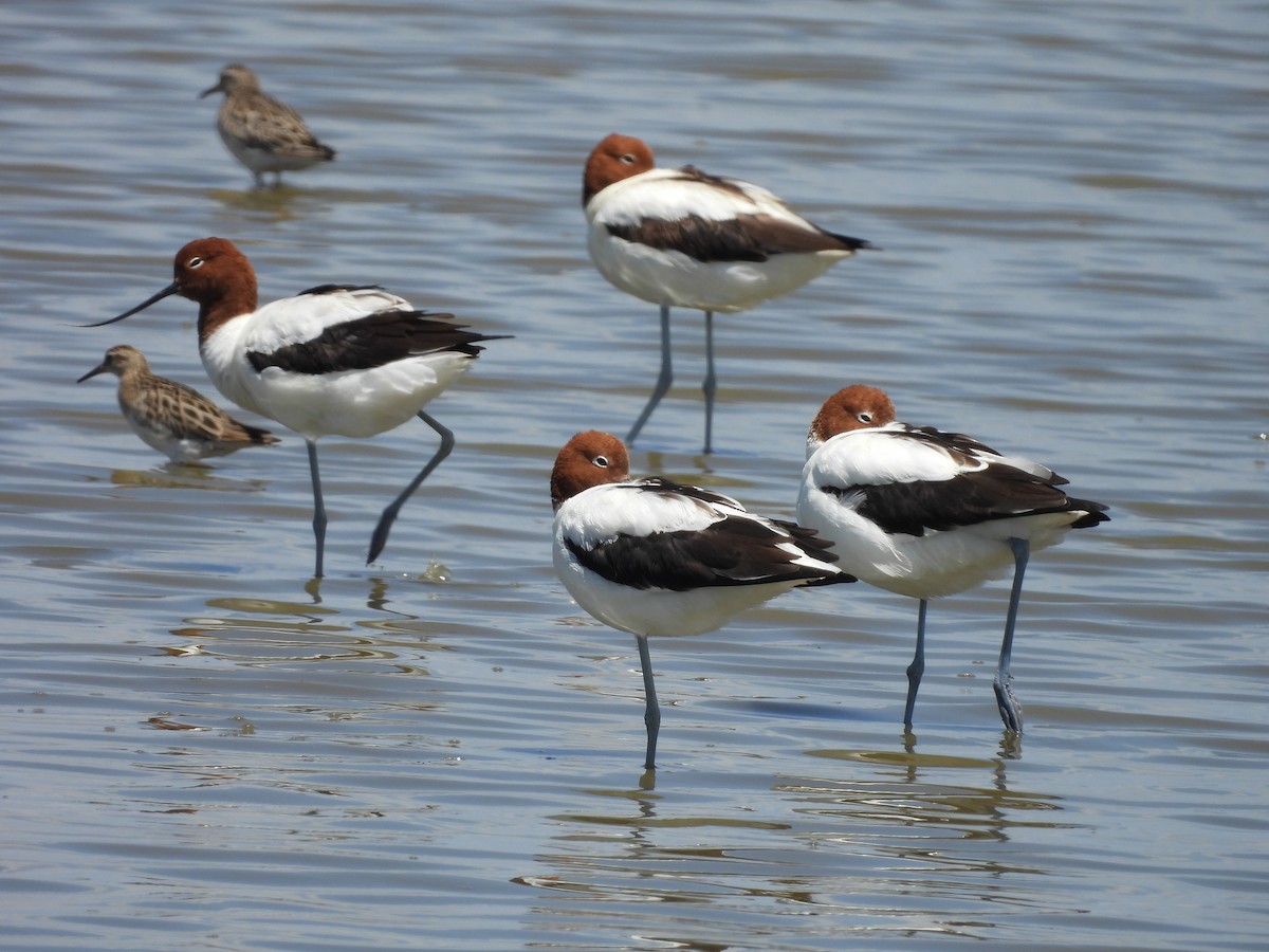 Red-necked Avocet - ML628449978