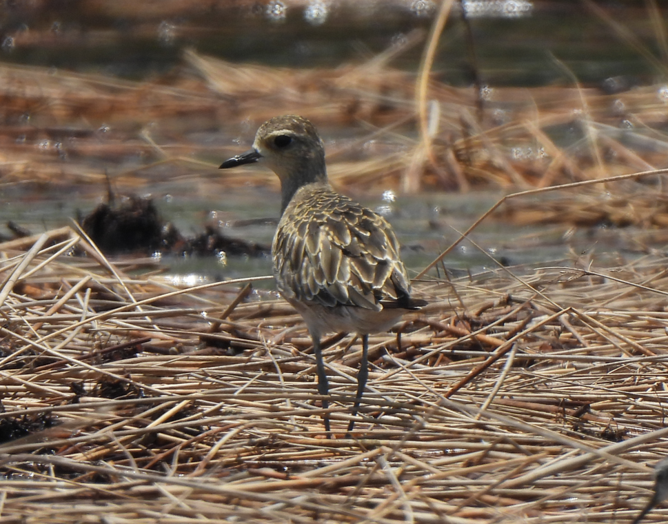 Pacific Golden-Plover - ML628449979