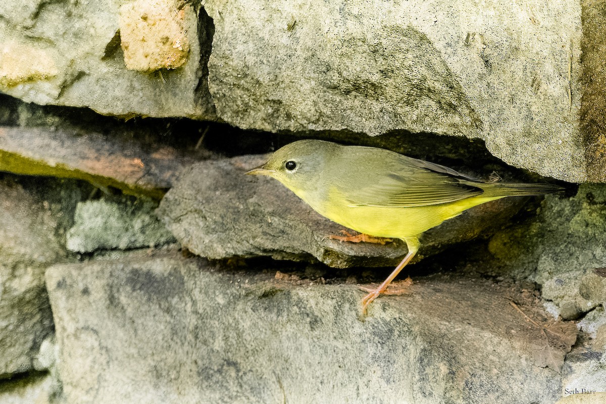 Graukopf-Waldsänger - ML628450007