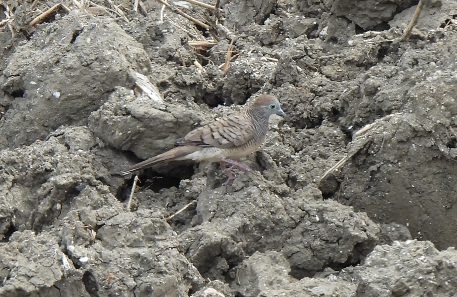 Zebra Dove - ML628450063