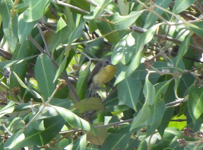 Golden-bellied Gerygone - ML628450086