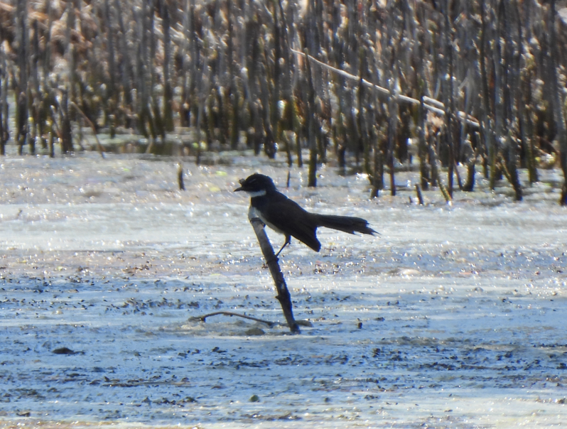 Malaysian Pied-Fantail - ML628450091