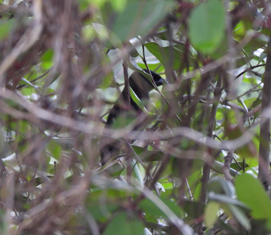 Racket-tailed Treepie - ML628450144