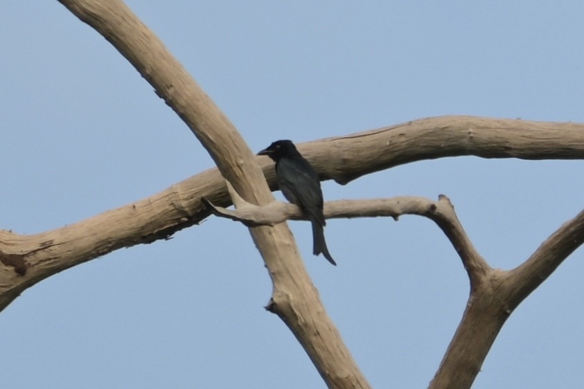 Crow-billed Drongo - ML628450163