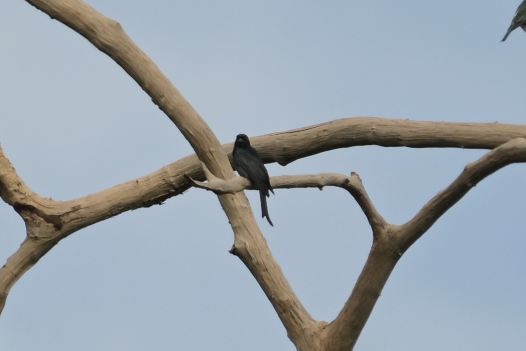 Crow-billed Drongo - ML628450165
