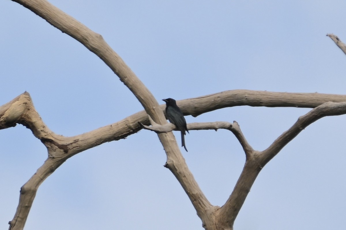 Crow-billed Drongo - ML628450166