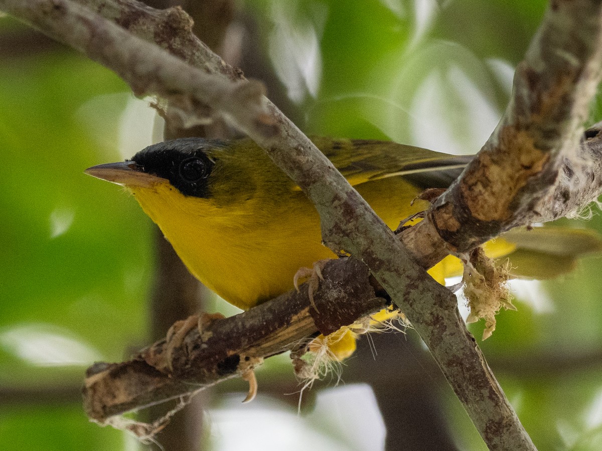 Black-lored Yellowthroat - ML628450171