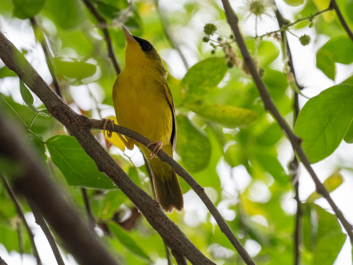 Black-lored Yellowthroat - ML628450173