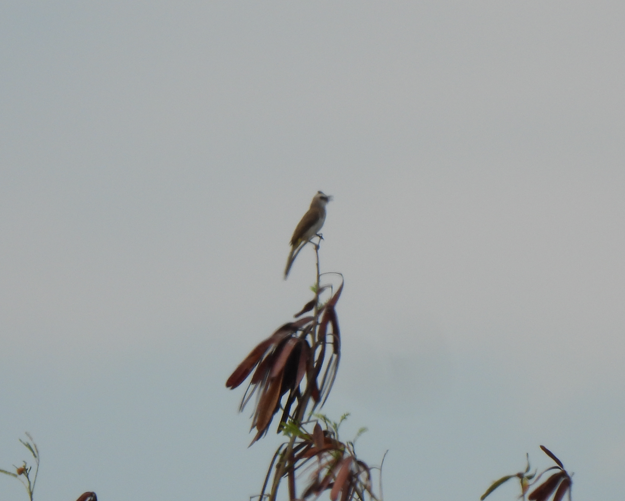 Yellow-vented Bulbul - ML628450181