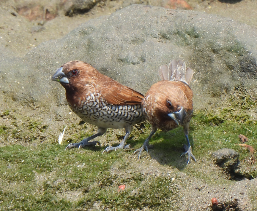 Scaly-breasted Munia - ML628450238