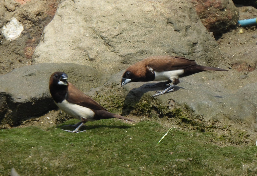 Javan Munia - ML628450242