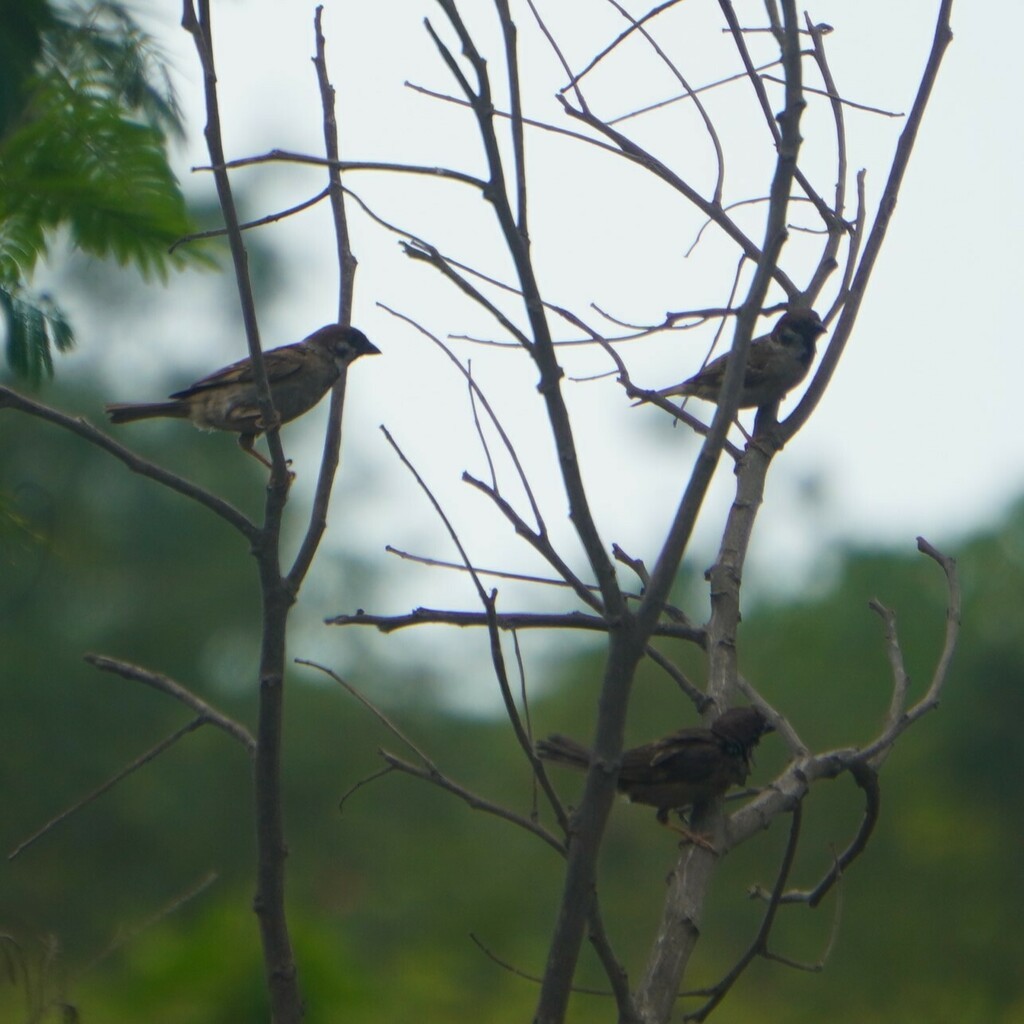 Eurasian Tree Sparrow - ML628450293