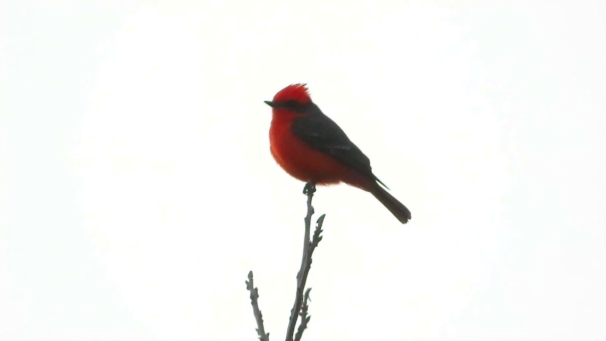 Vermilion Flycatcher - ML628450318
