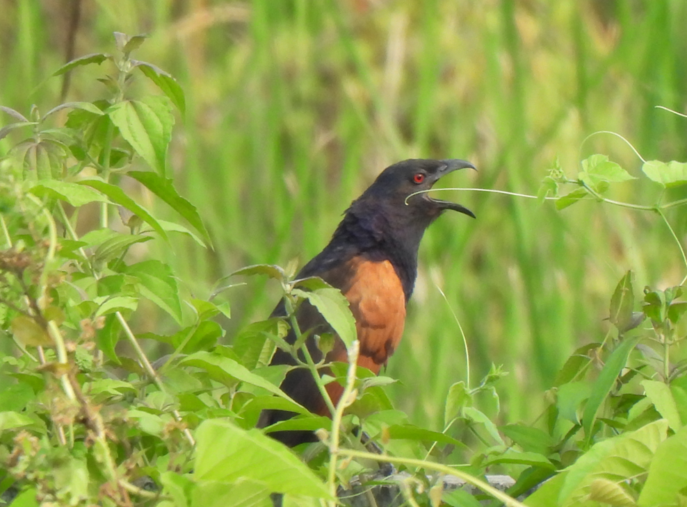 Sunda Coucal - ML628450344