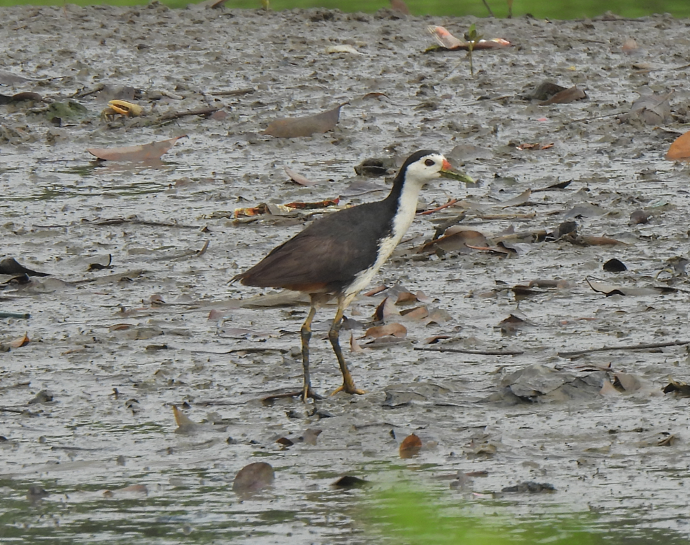 White-breasted Waterhen - ML628450385