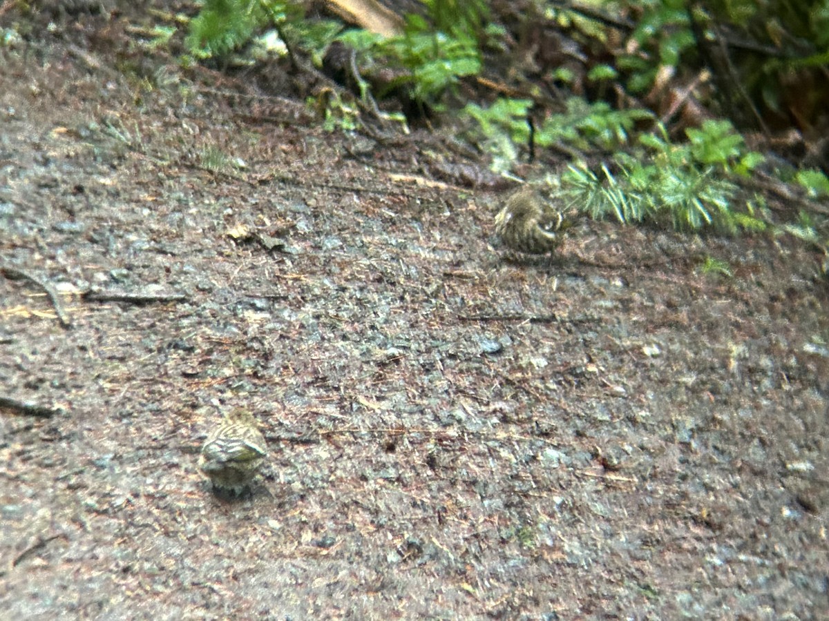 Pine Siskin - ML628450394
