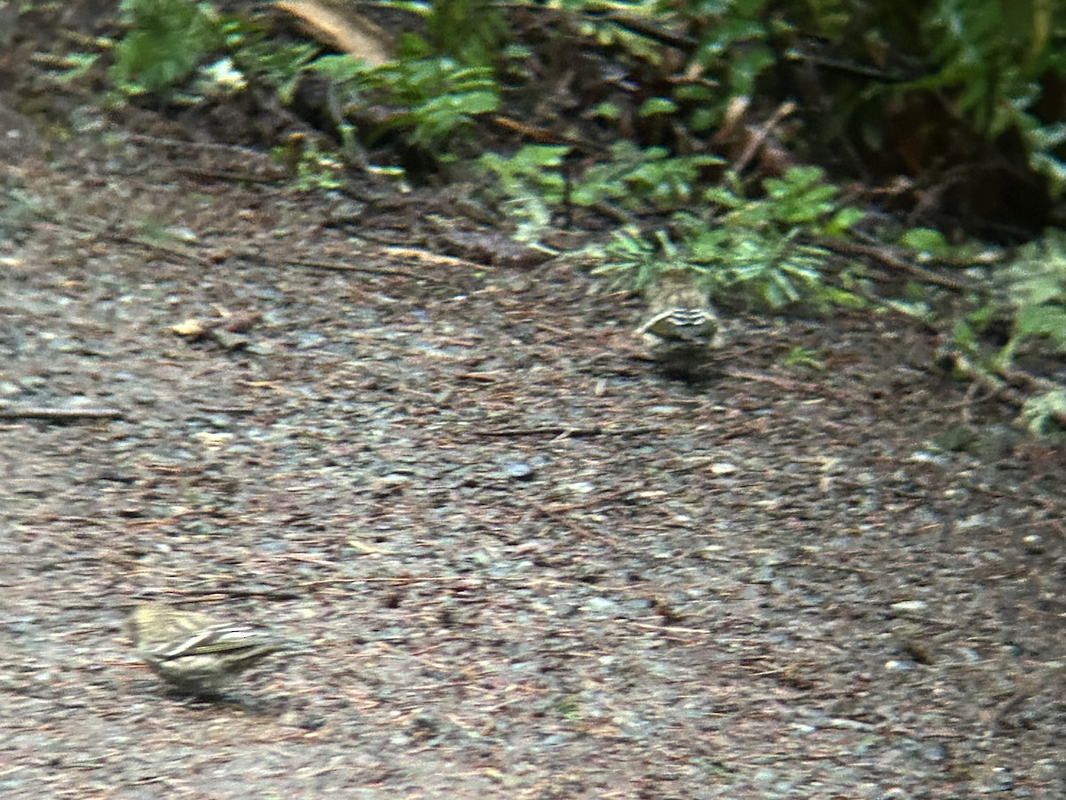 Pine Siskin - ML628450395