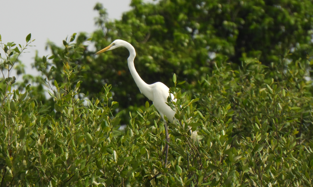 Great Egret - ML628450443