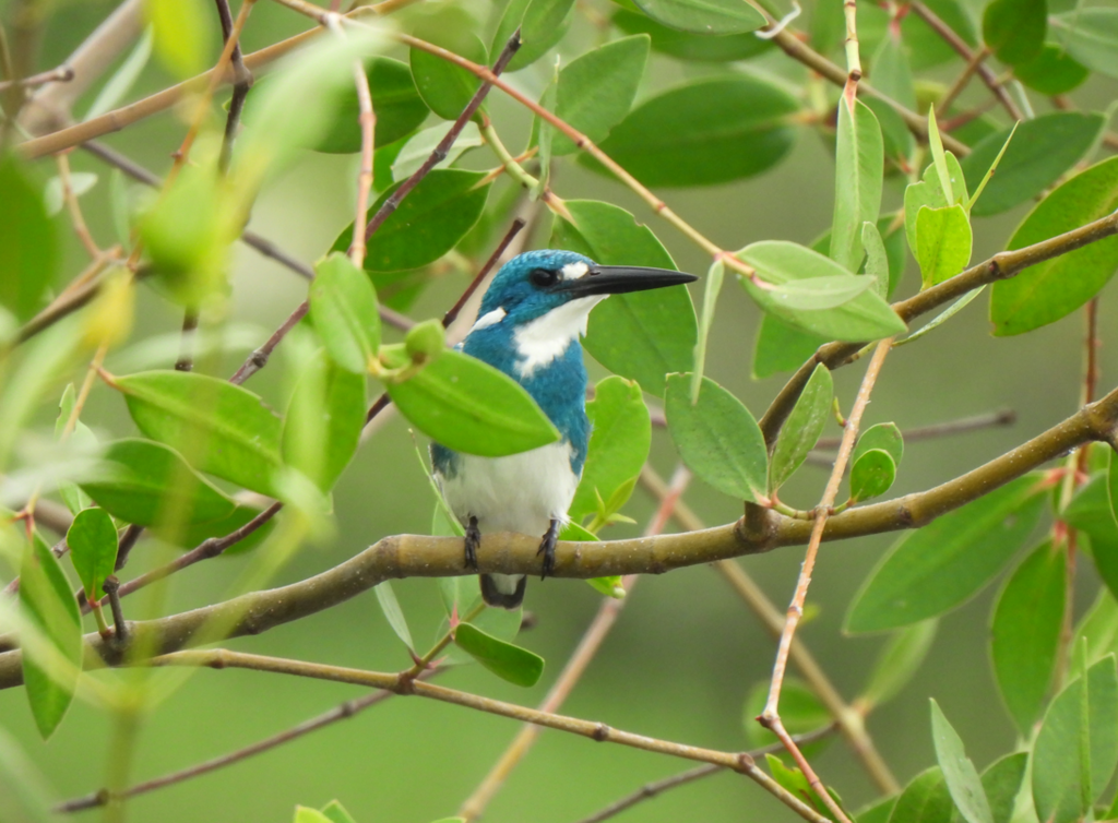 Small Blue Kingfisher - ML628450531