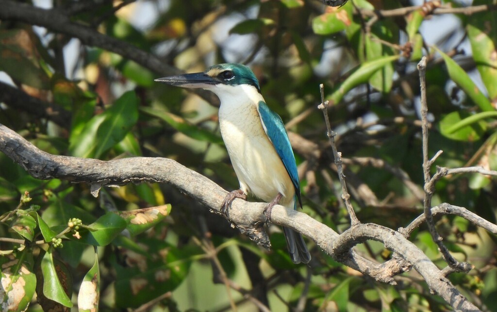 Sacred Kingfisher - ML628450535