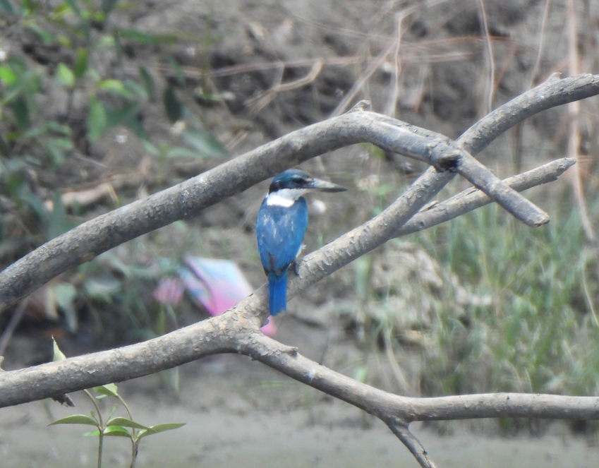 Collared Kingfisher - ML628450538