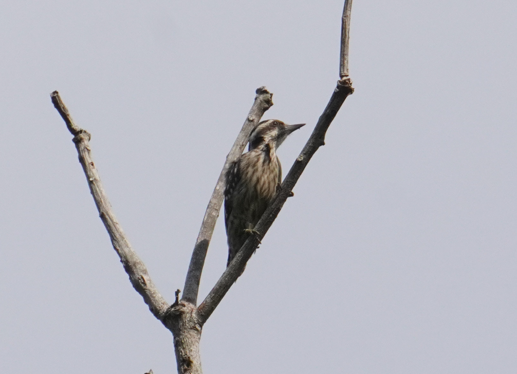 Sunda Pygmy Woodpecker - ML628450587