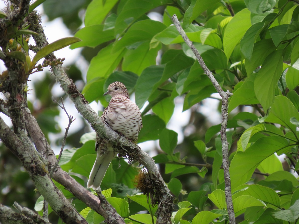 Scaled Dove - ML628450590
