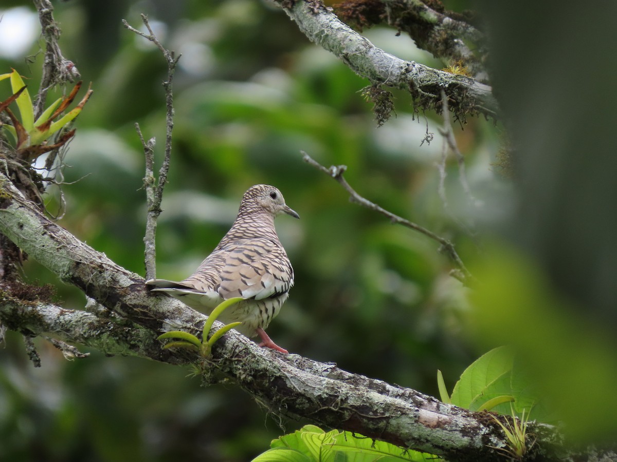 Scaled Dove - ML628450591