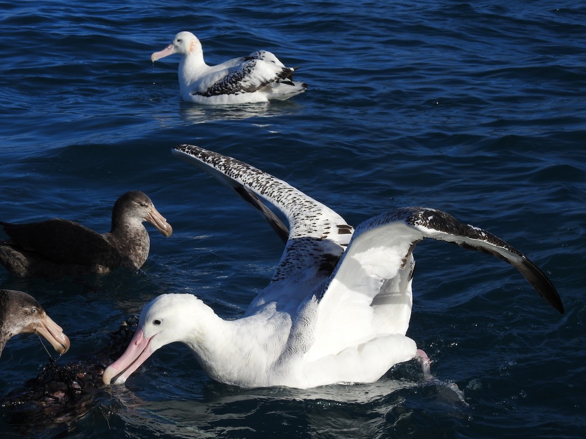 Antipodean Albatross - ML628450629